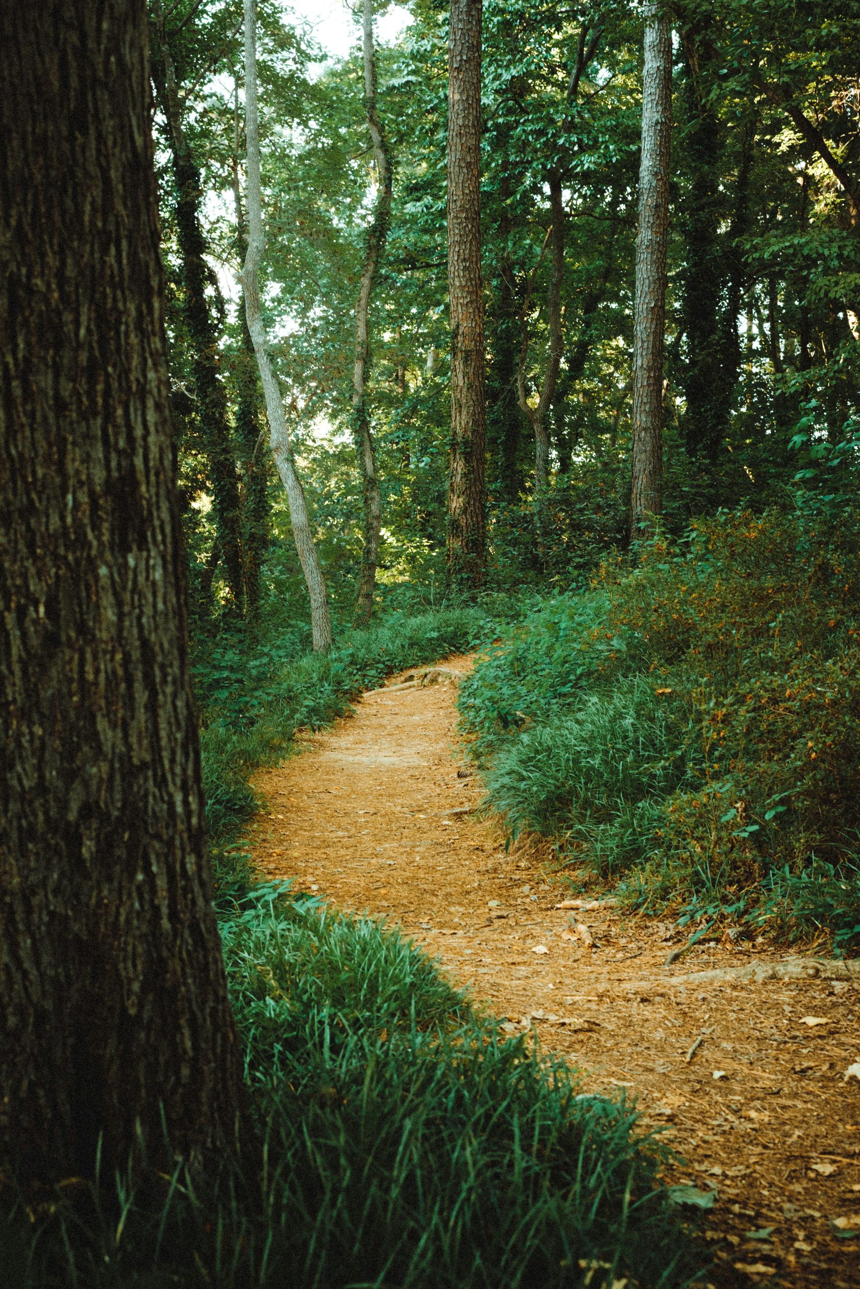 A forked dirt path in a forest, symbolizing decision-making without clear direction
